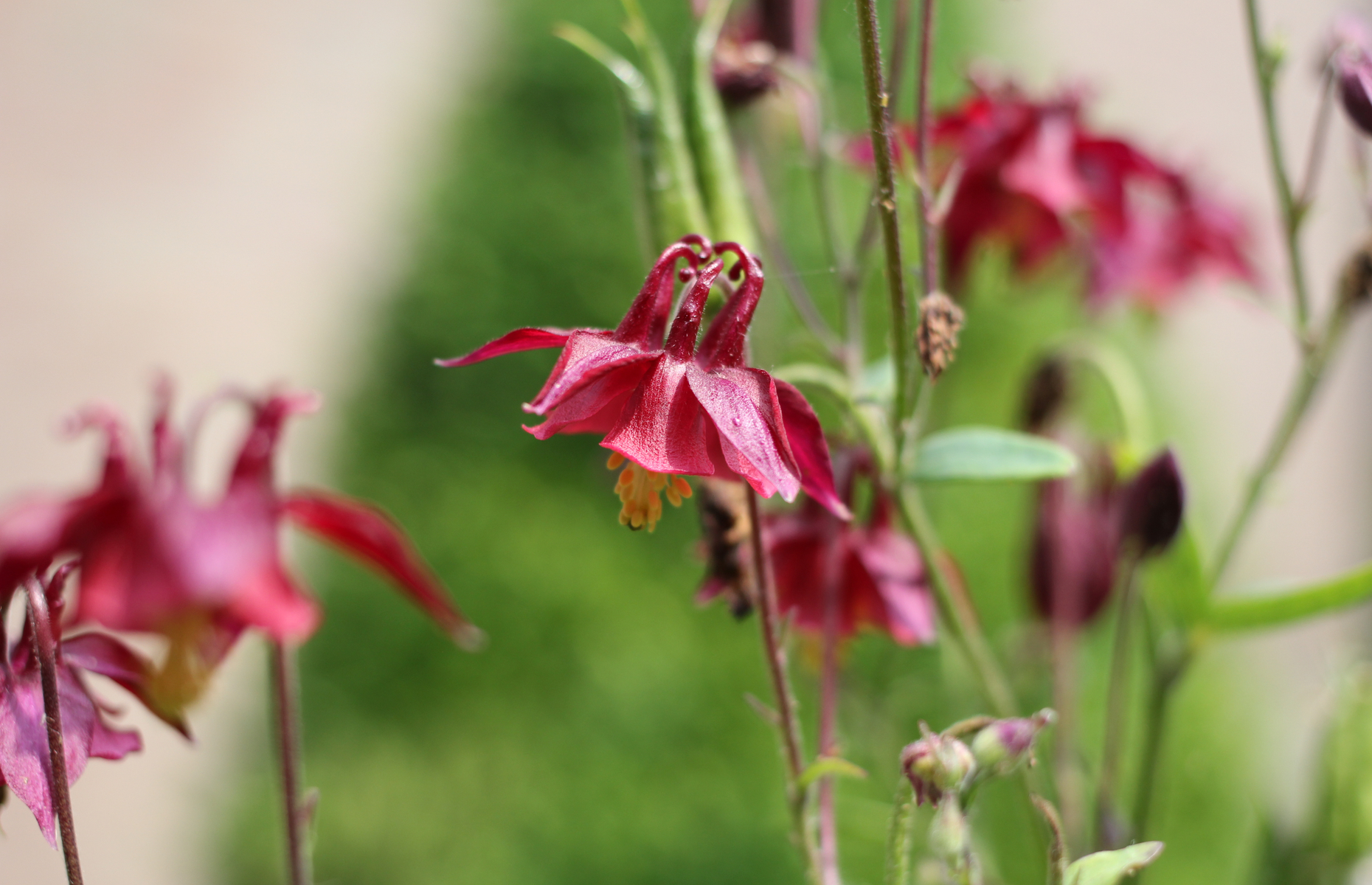 Aquilegia ruby port