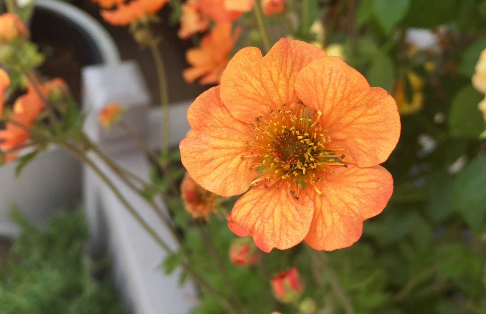 Geum - pic by shutterstock