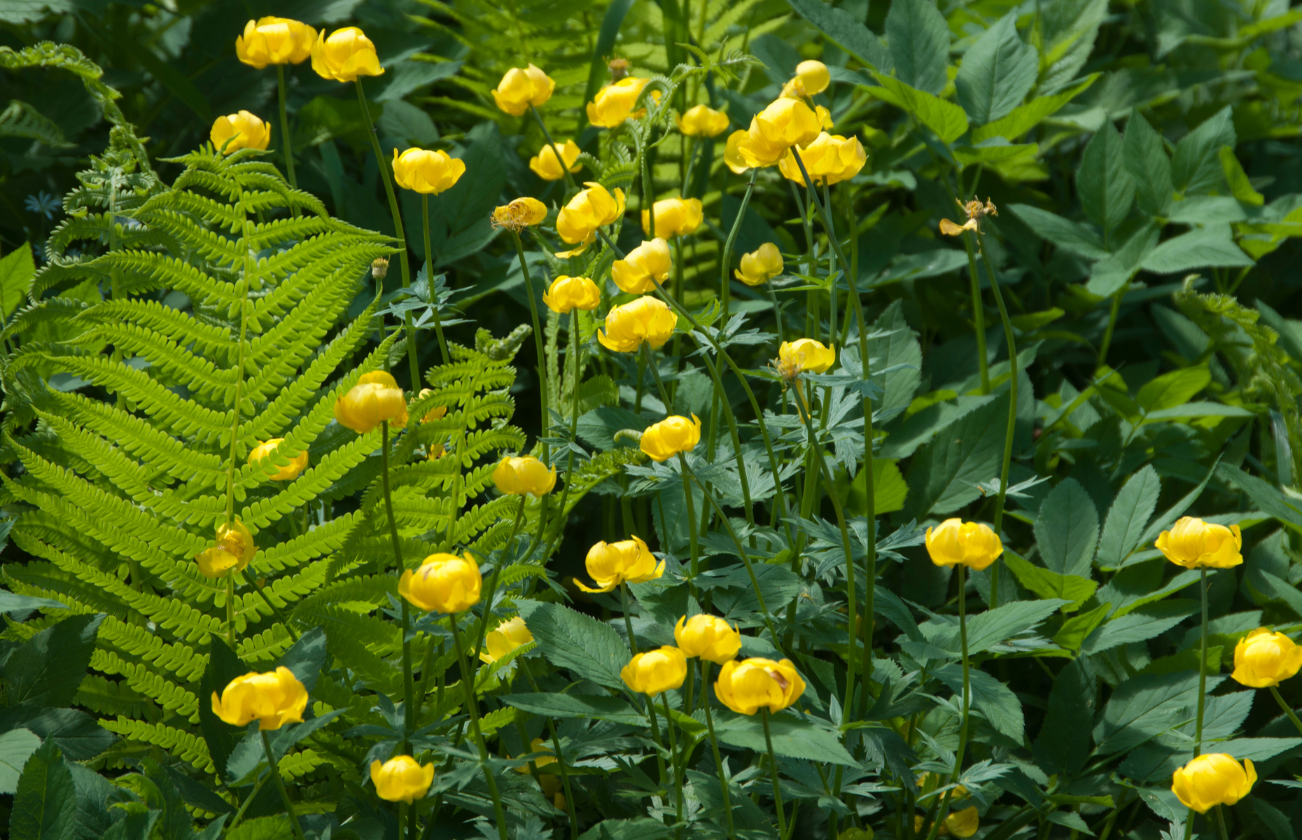 Trollius - Image by Shutterstok