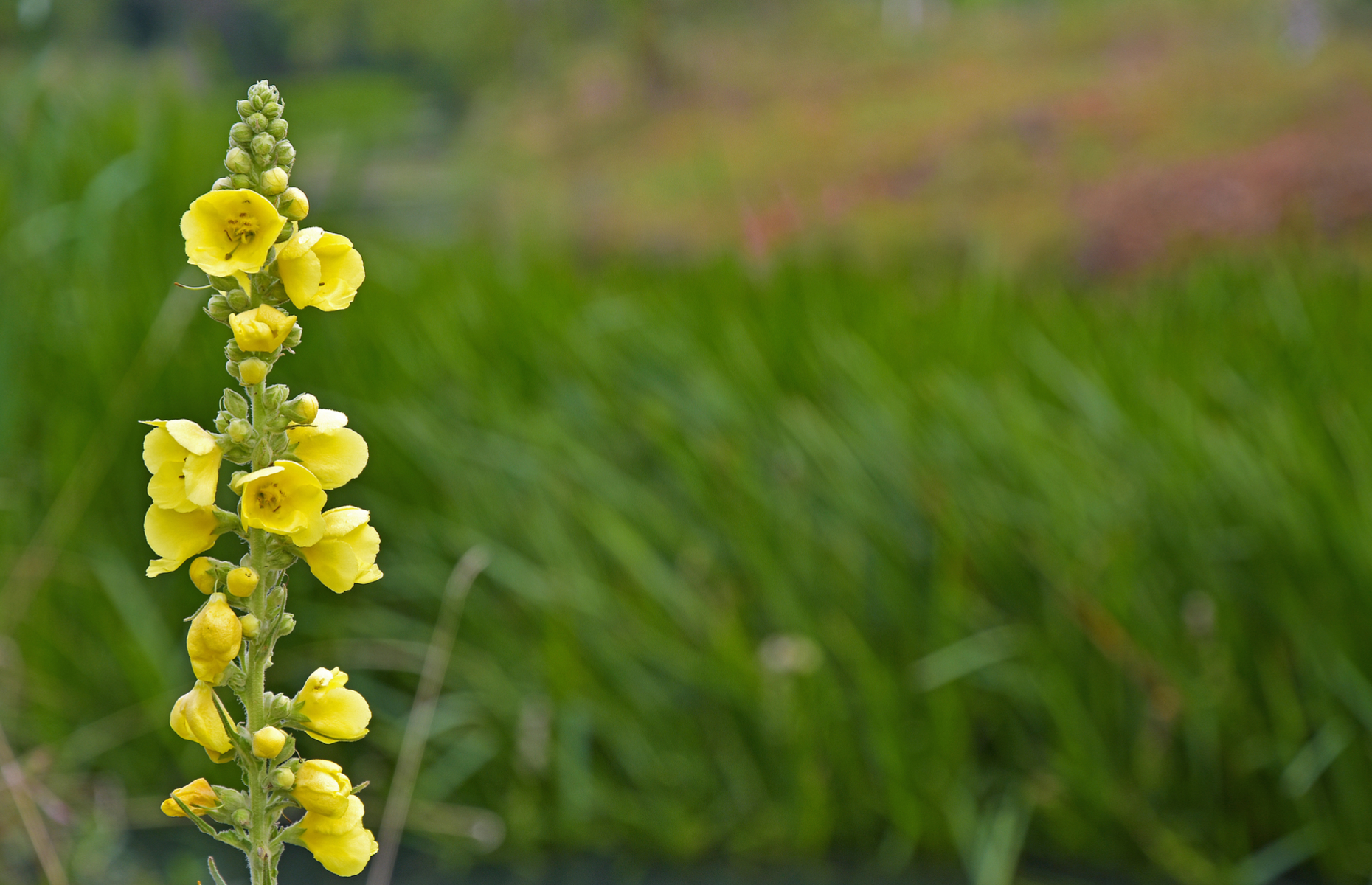 Verbascum - Image by Shutterstock