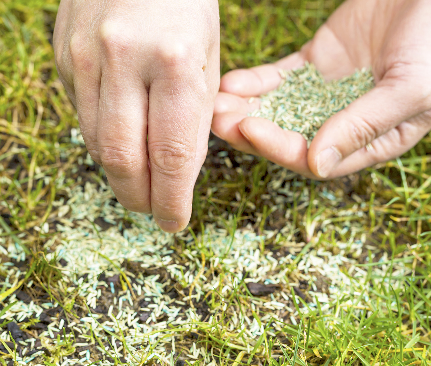 Overseed bare patches of lawn. Image: Shutterstock