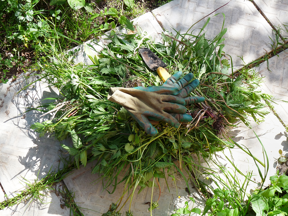 Prepare borders for new plants. Image: Pixbull / Shutterstock