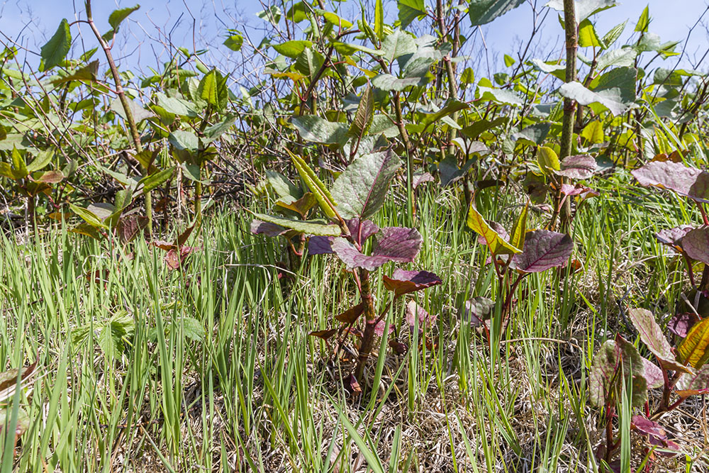 Japanese knotweed images