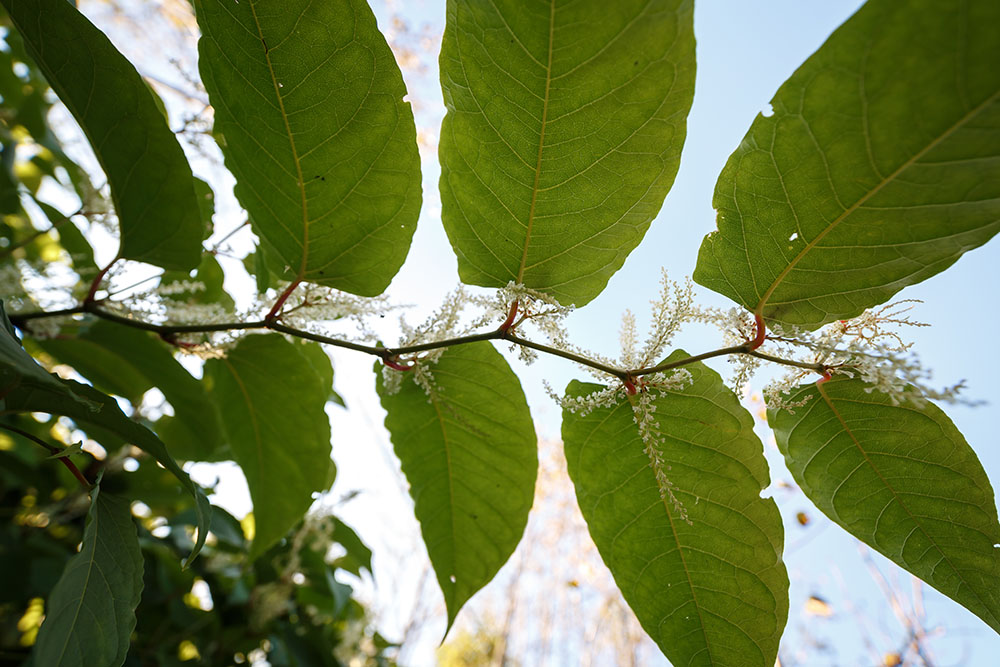 Japanese knotweed identification