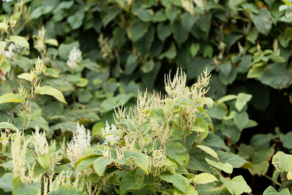 Japanese knotweed pictures