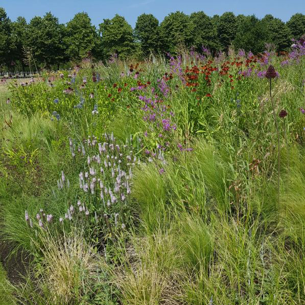 Piet Outdolf garden at RHS Hampton Court Flower Show