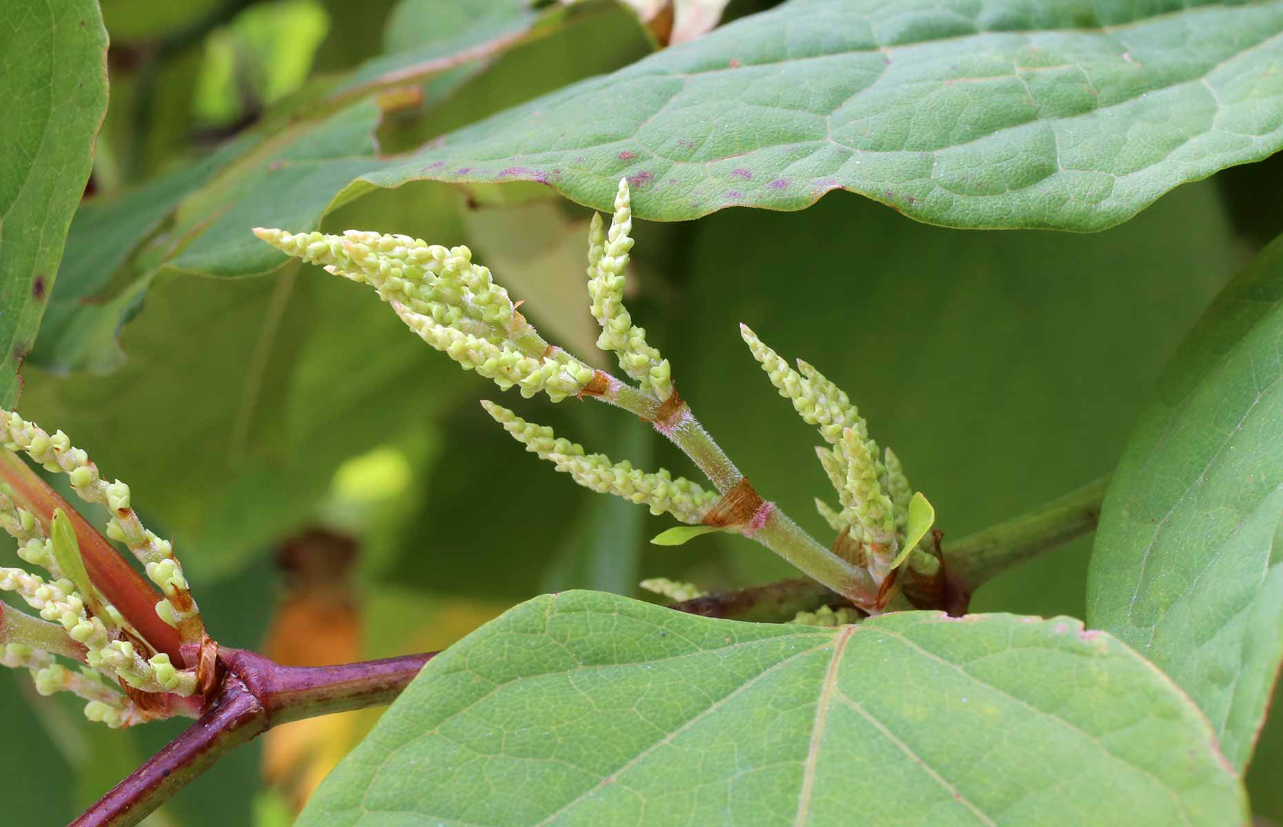 White flowers and hairs identify Bohemian Knotweed. Image: Vankich1 / Shutterstock