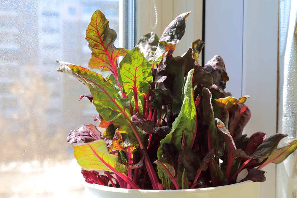 Grow salad on a windowsill