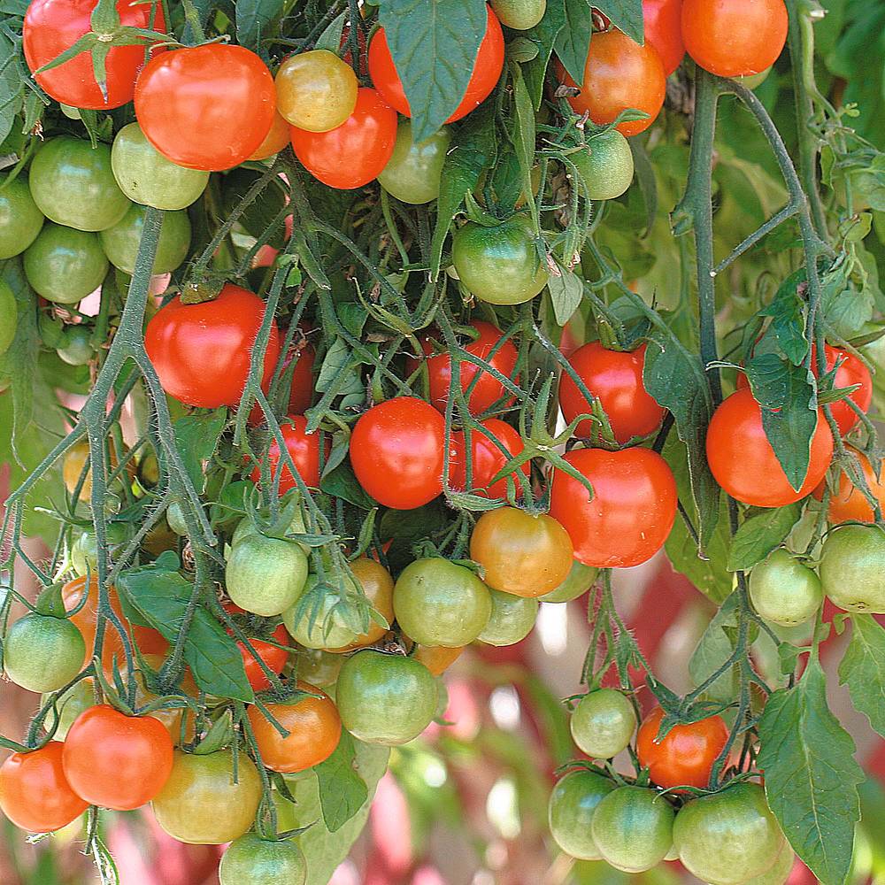 Tumbling Tom tomatoes growing in a hanging basket