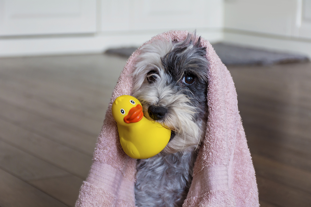 Pet toys can be a breeding ground for germs. Image: Boryana Manzurova/Shutterstock