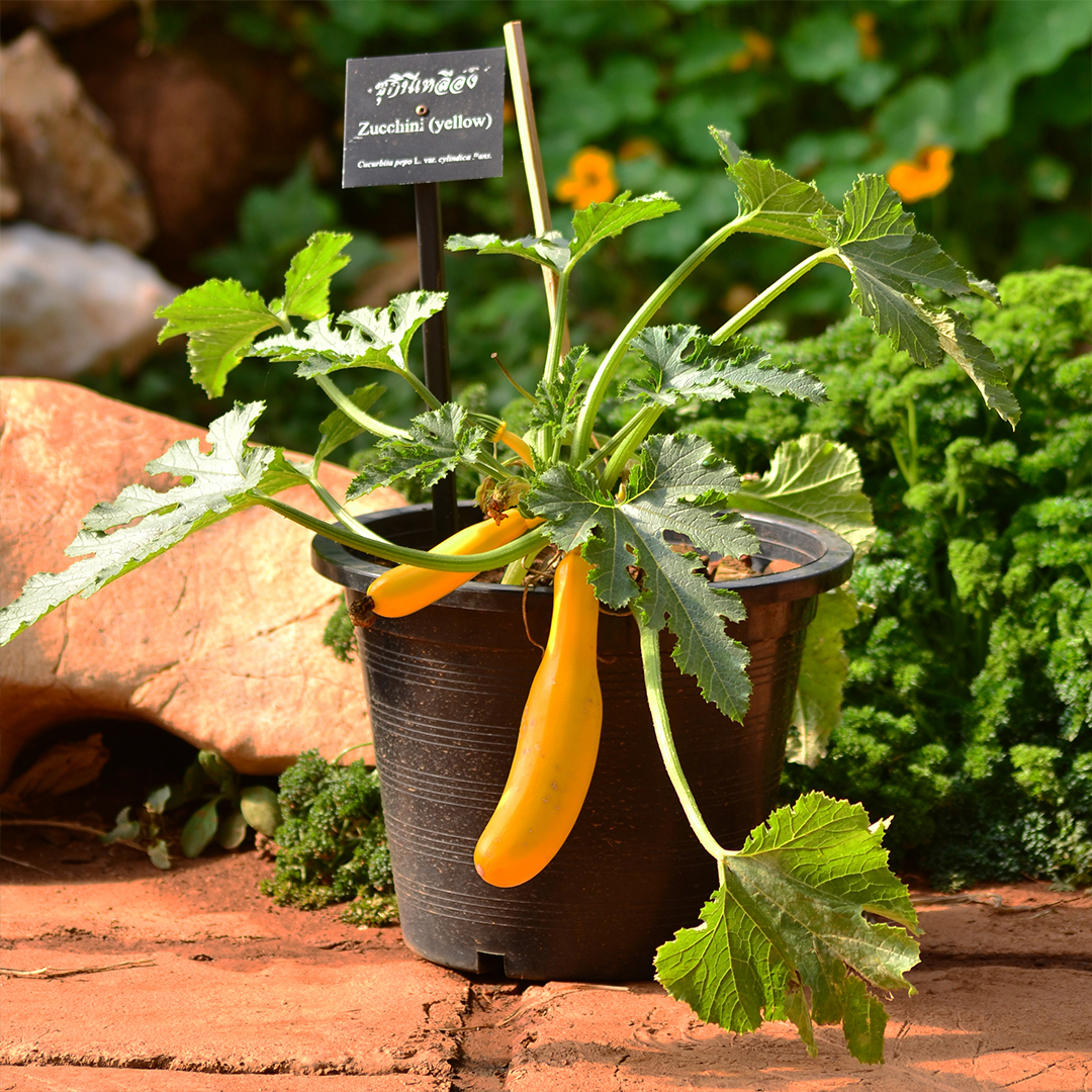 Grow squash in a pot. Image: Shutterstock