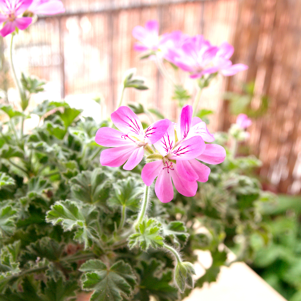 Get a potted geranium. Image: Shutterstock