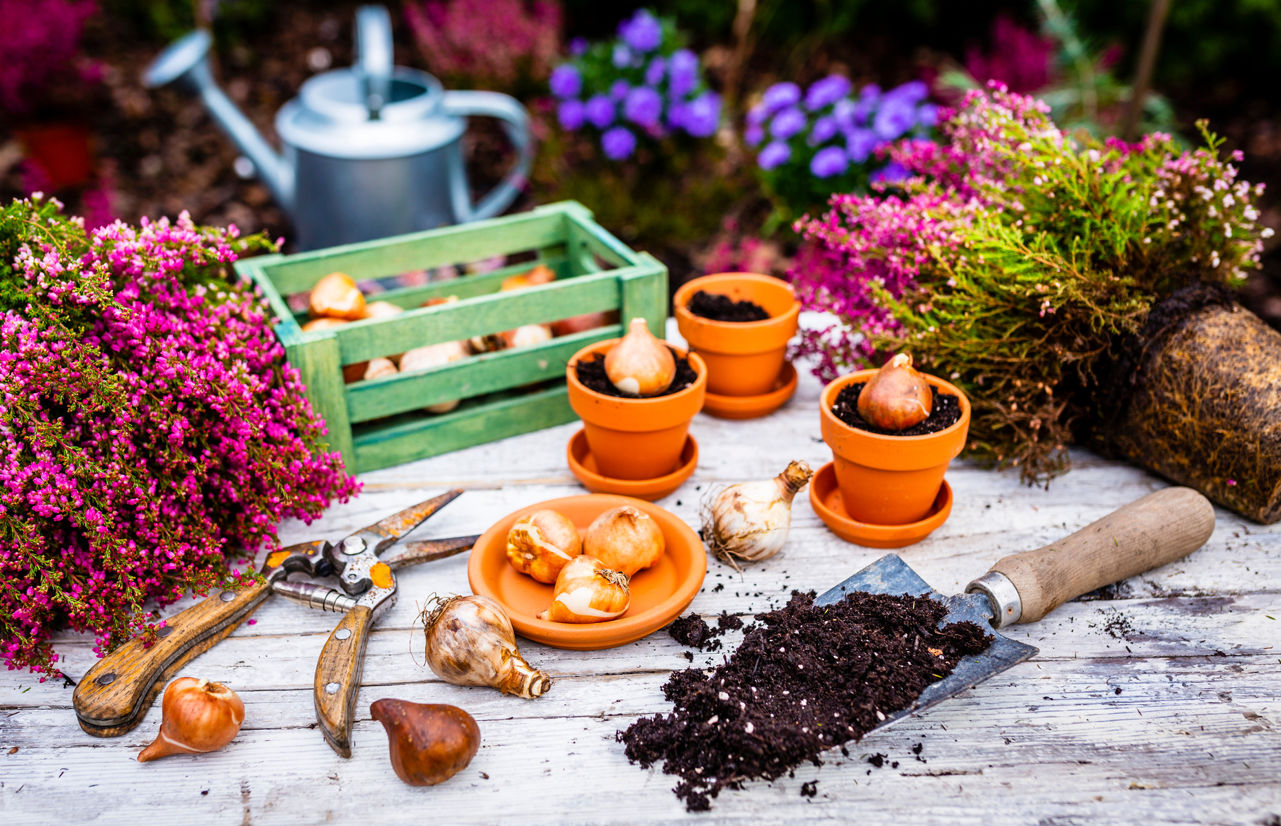 You can get everything from ornamental flowers to bulbs and seeds delivered to your door. Image: iMarzi / Shutterstock