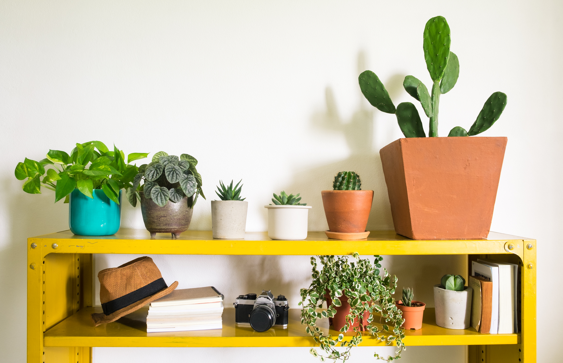 If you don't have a garden, succulents and house plants can bring the great outdoors inside. Image: rattiya lamrod / Shutterstock