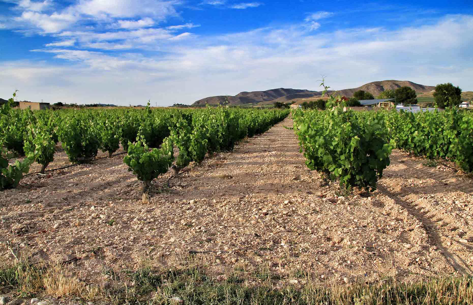Winery in Murcia, Spain (Image: Sonia Bonet/Shutterstock)