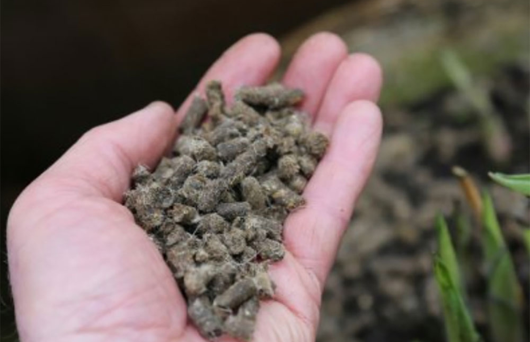 How to keep slugs out of your house