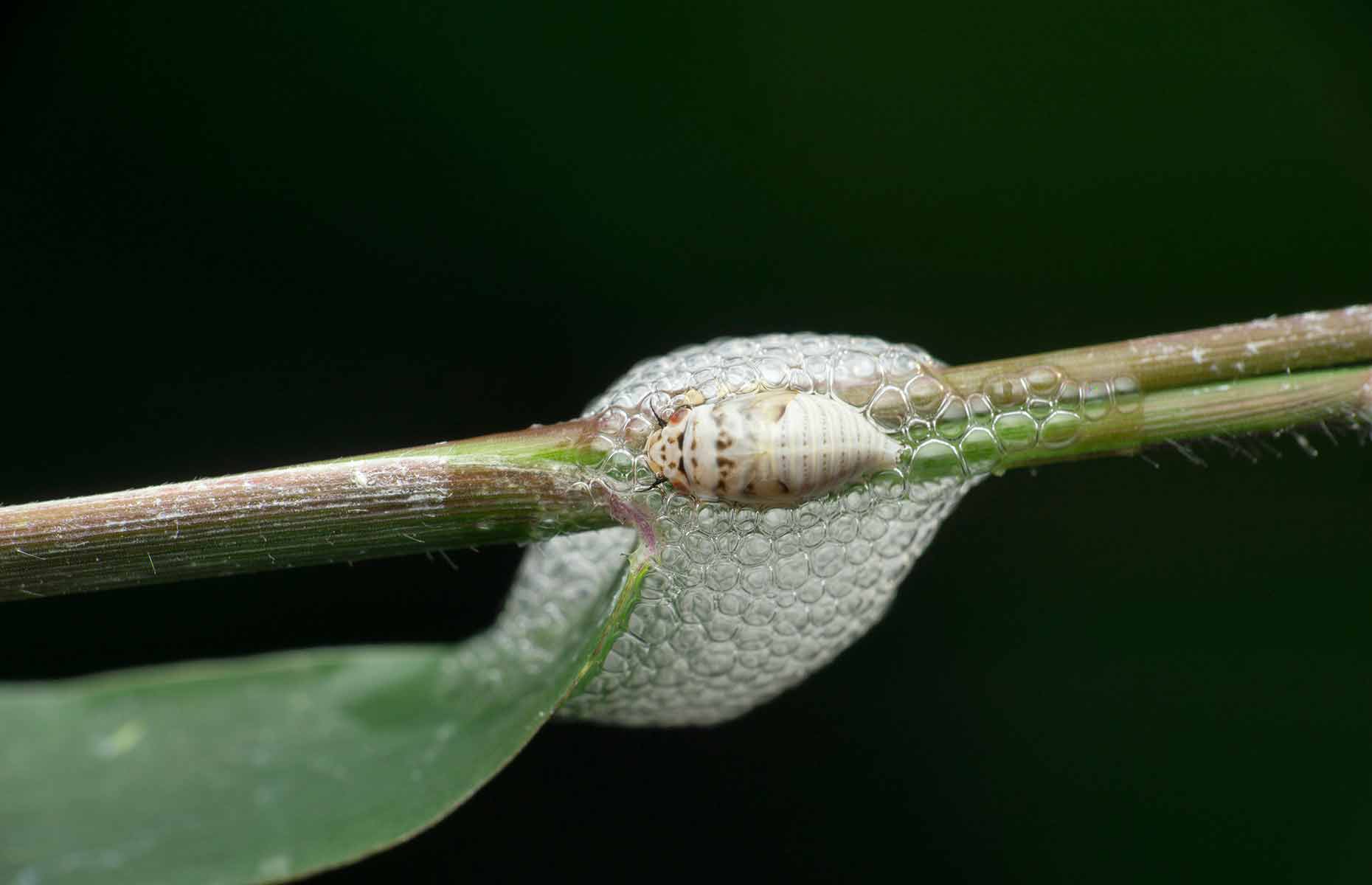 Spittlebugs warning as strange foam appears on garden plants