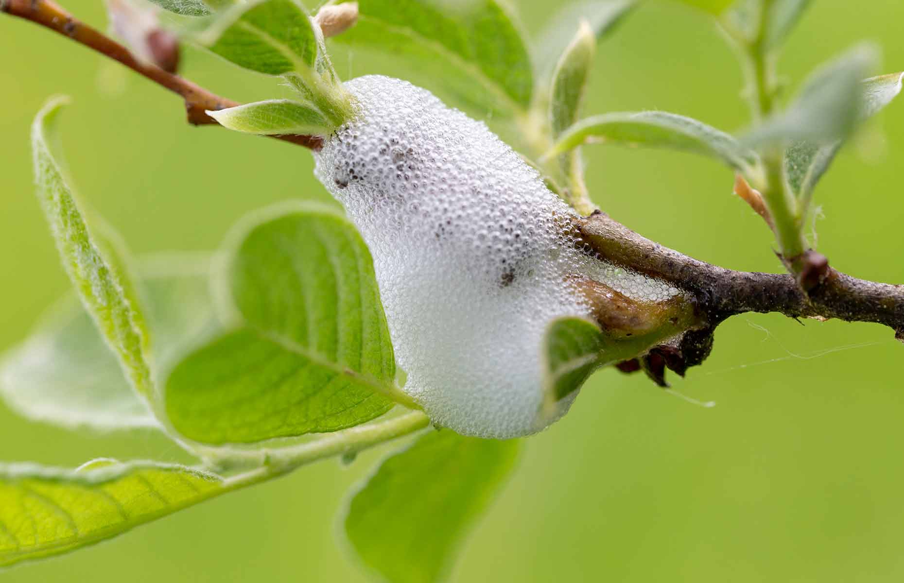 Spittlebugs warning as strange foam appears on garden plants