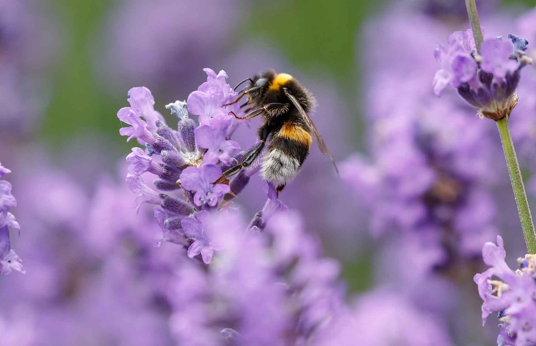 Image: Menno Schaefer / Shutterstock